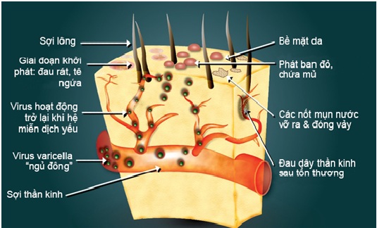 zona thần kinh ở mắt